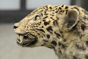museo di zoologica bologna 8-2022 4479